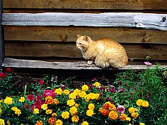 Gatti (279)